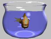 immagine in alto a sinistra, di un pesce dentro un'ampolla